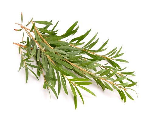 Tea Tree oil